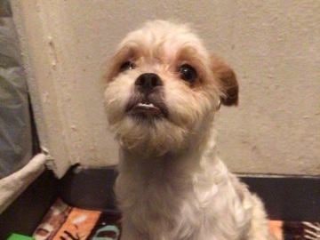 Chihuahua – Ready to go asap – Las Vegas