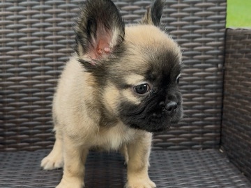 French Bulldog – Female Fluffy Frenchie – Charlotte