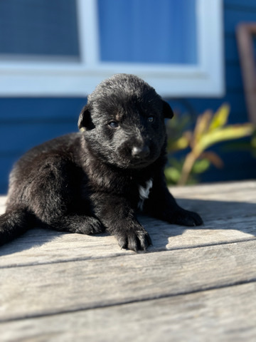 German Shepherd – Black German Shepard puppies