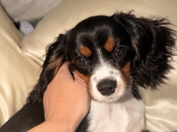 Cavalier King Charles Spaniel – cavalier puppy – Battle Creek