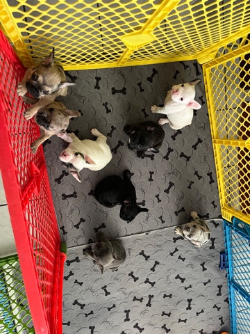 French Bulldog – French Bulldogs