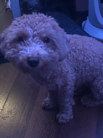 Poodle – miniature poodle for sale