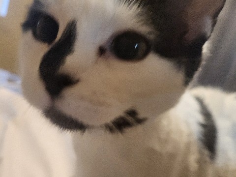 Sphynx – cat for good home – Hugo