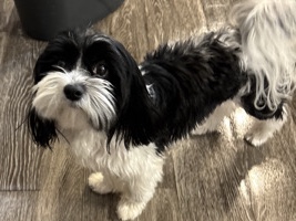 Morkie – Bentley – Columbia