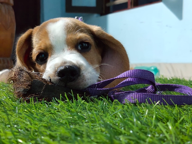 Beagle – Premium Beagle Puppy – Seeking an Exceptional Home – Thiruvananthapuram