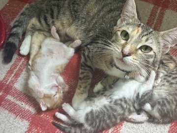 mama cat with 3 kittens – Dayton