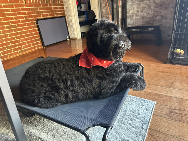 Giant Schnauzer – Rex The Giant Schnauzer – Henrico