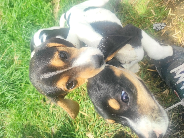 Beagle – beagle puppy