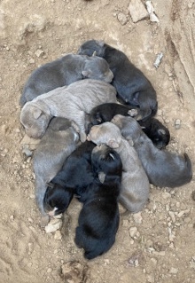 American Pit Bull Terrier – Pitbull Puppies