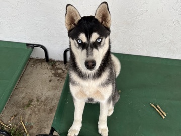 Siberian Husky โ Husky for Whisky ๐ถ