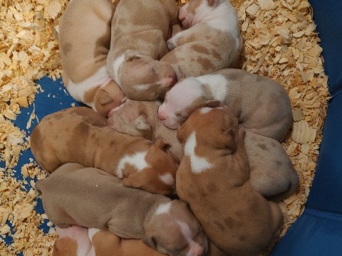 American Bully Puppies!! – LaGrange