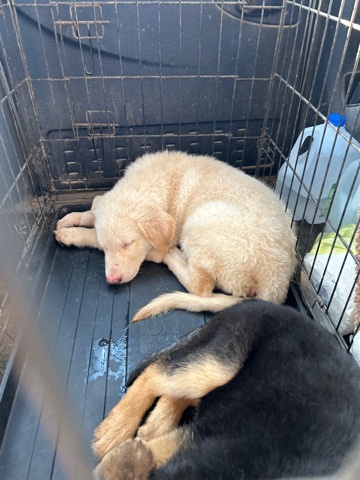 German Shepherd – German shepherd puppies