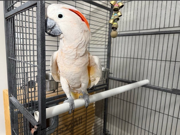 cockatoo Moluccan 