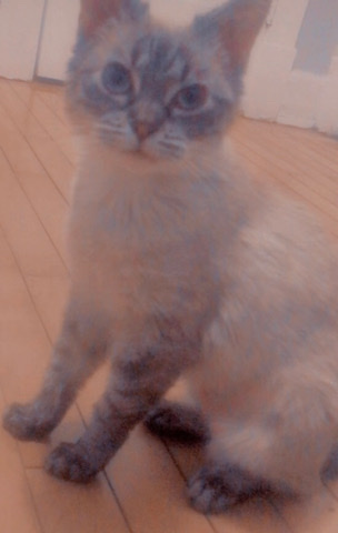 Siamese – cat