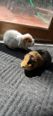 2 male Guinea pigs