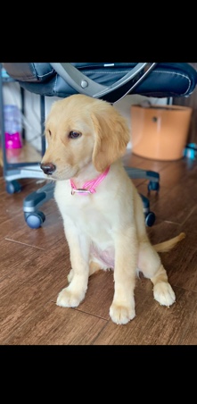 Golden Retriever – golden retriever puppy