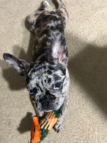 French Bulldog – French bulldog