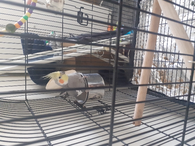 Cockatiel – cocketail