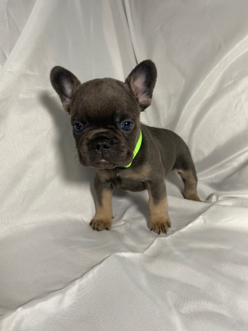 French Bulldog – Beautiful Frenchies