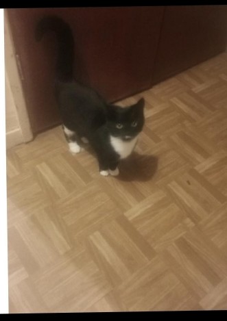 female cat
