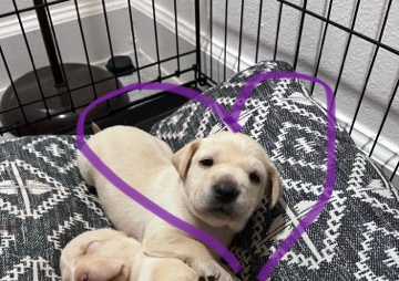 Labrador Retriever – Rehoming 2 Puppies ***-2433 pls txt