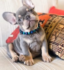 Dachshund – looking for a small breed puppy to adopt