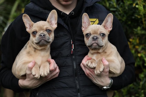 French Bulldog – Pink fluffy ea siberian husky french bulldogs