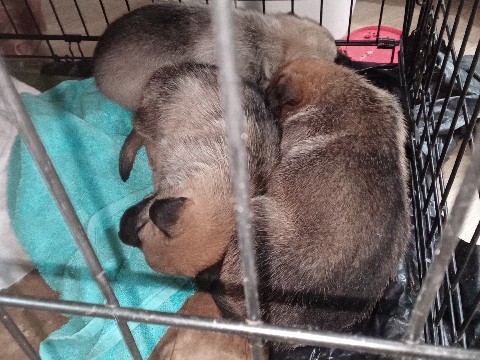 Belgian Shepherd Dog (Malinois) – Belgian Shepherd Mix Puppies for Sale – 6 Weeks Old – San Bernardino – San Bernardino