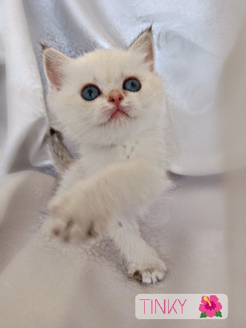 British Shorthair – show quality kitten ✨