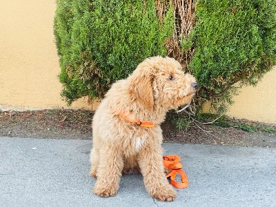 Poodle – Golden doodle puppy – Santa Clara