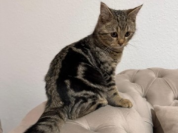 European Shorthair – Europäische Kurzhaar 3,5 Monate Männlich – Bremen