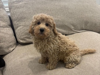 Maltipoo – male apricot maltipoo for sale – Brampton