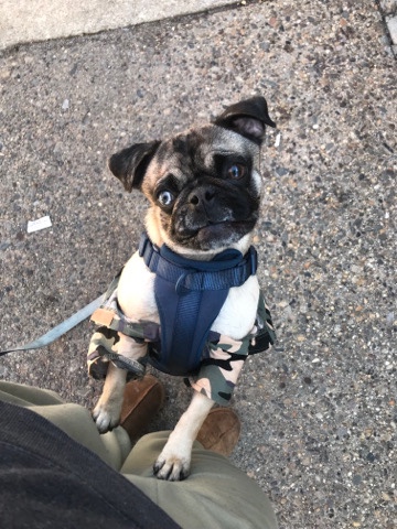 Pug – Sweet Pure Breed Pug