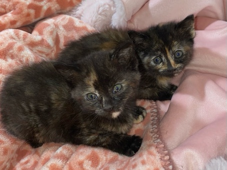 tortoiseshell kittens – Fresno