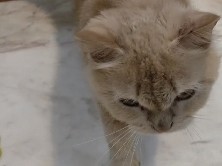 Persian (Modern) – person female cat – Gadawali