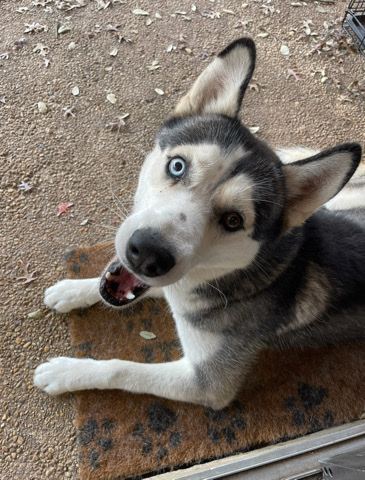 Siberian Husky – Rehoming Husky
