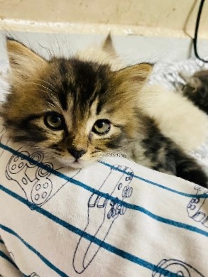 Persian Cat