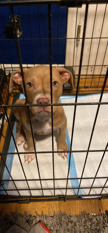 American Pit Bull Terrier – xxl bully
