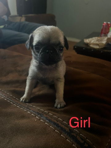 Pug – pugs ready for new home
