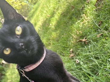 Bombay – Cute Black Cat – Ruislip