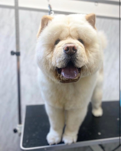 Chow Chow – cream chow chow
