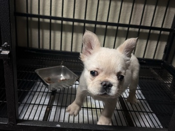 French Bulldog – French Bulldog – Waco