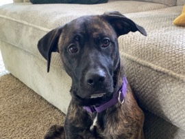 Cane – Cincinnati