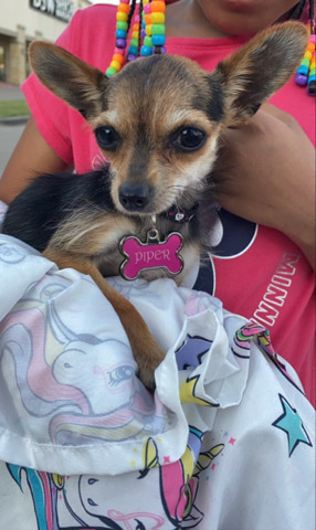 Loving Chorkie