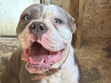 Olde English Bulldogge – Olde English Bulldogges (IOEBA Registered) – Conyers