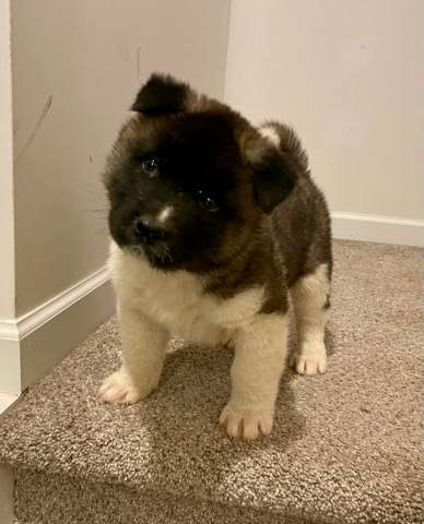 Akita Pups (Apollo)