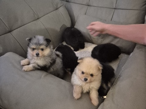 Pomeranian – Wunderschöne Pomeranian (Zwergspitz) Welpen suchen liebevolles Zuhause – Lüdenscheid
