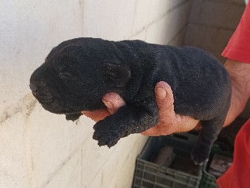 Labrador Retriever – Labradora