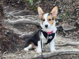 Pembroke Welsh Corgi