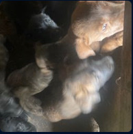 puppies for sale